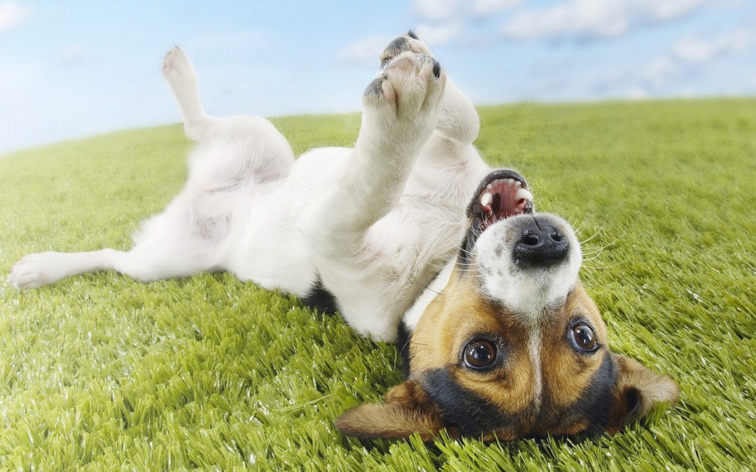 Cleaning Artificial Grass When You Have Dogs