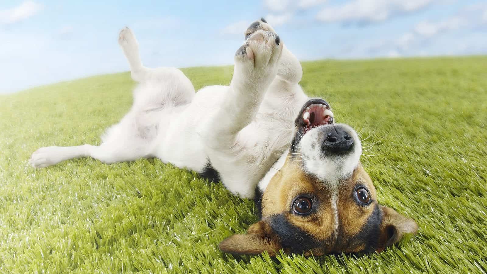 Cleaning Artificial Grass When You Have Dogs | What You Need to Know