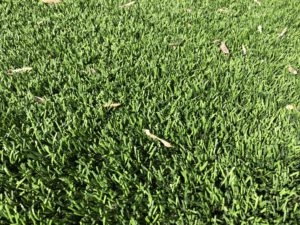 walnut creek california artificial grass